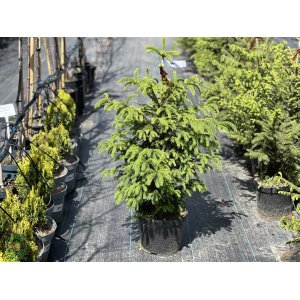 Smrek obyčajný (Picea abies) - výška: 50-80 cm, kont. C5L